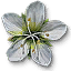 Arenaria
