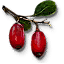 Berbercane fruit