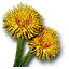 Blowball