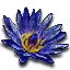 Blue lotus flower