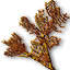 Buckthorn