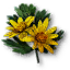 Celandine