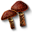 Cortinarius