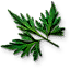 Fool's parsley leaves