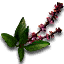 Nazairi basil