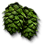 Hop umbels