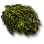 Hornwort