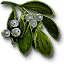 Mistletoe
