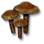 Puffball