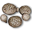 Sewant mushrooms