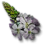 Verbena