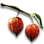 Winter cherry