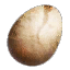 Harpy eggs