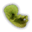 Endrega embryo