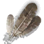 Harpy feathers