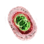 Archgriffin mutagen