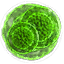 Greater green mutagen