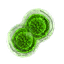 Lesser green mutagen