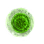 Green mutagen