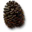 Cone