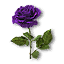 Violet rose