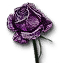 Rose of Remembrance