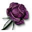 Rose of Remembrance