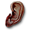 Ealdorman of Downwarren's ear