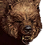 Grizzly bear