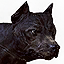 Wild Dog