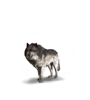 Alpha Wolf
